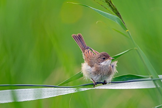 Tiny houses in dänemark – kosten, vorteile und herausforderungen